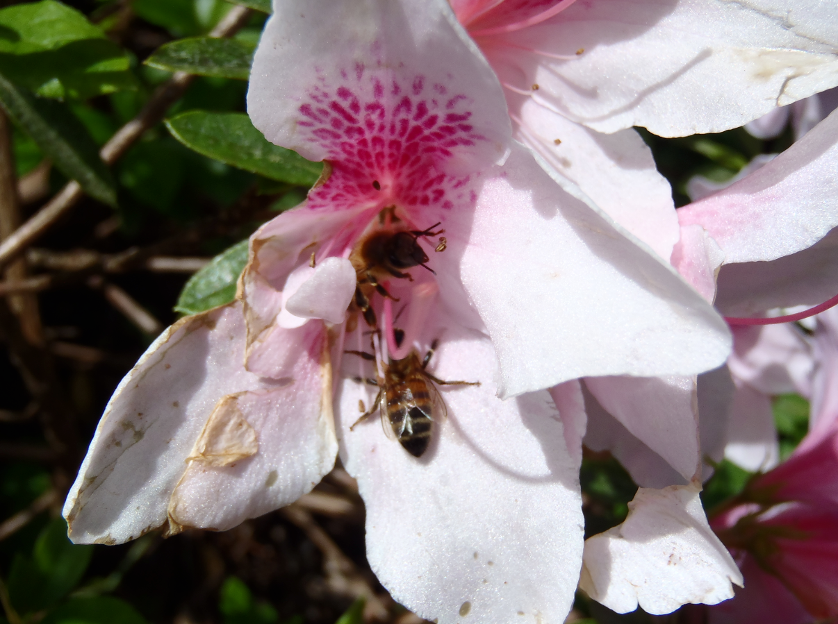 Bees in azaleas