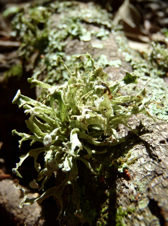 lichen