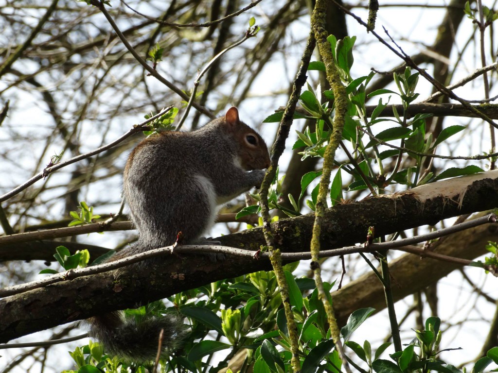 Bath squirrel