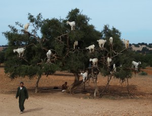Goats in trees. As you do.