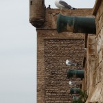 Essaouira ramparts, now guarded by gulls