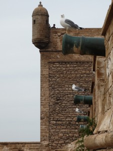Essaouira ramparts, now guarded by gulls