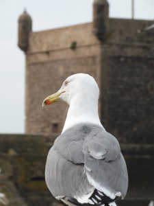 Why do gulls always look thoroughly unimpressed? - Essaouira.