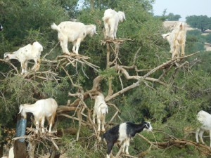Goats in trees. Of course.
