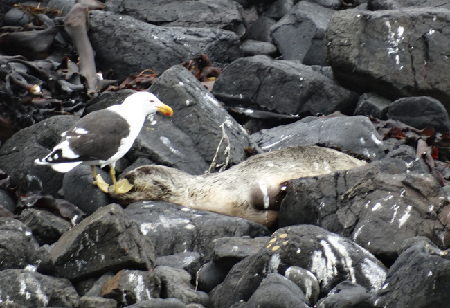 Unfortunate seal pup washed up on Wilsons Promontory, Victoria