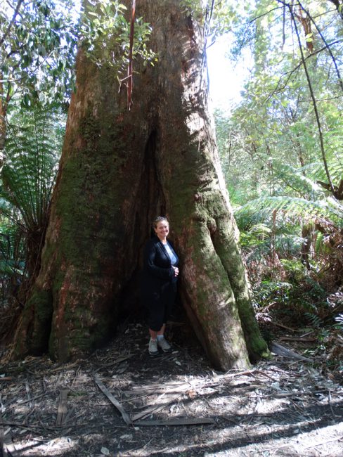 Maits Rest Rainforest Walk - Great Otway National Park, along the Great Ocean Road