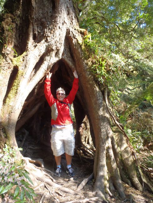 Maits Rest Rainforest Walk - Great Otway National Park, along the Great Ocean Road