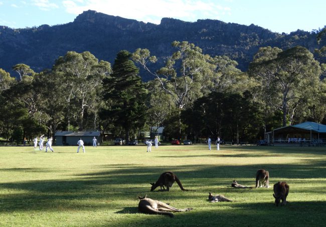 Disinterested deep outfielders - Halls Gap