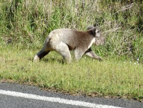 Drop bear highway patrol - on the way from Apollo Bay into the Great Otway National Park
