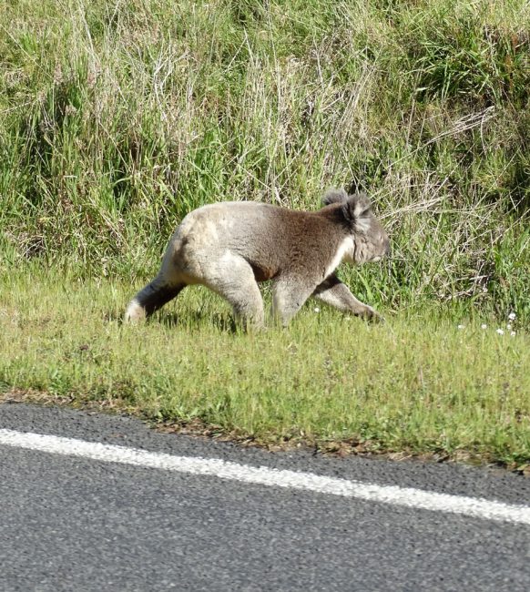 Drop bear highway patrol - on the way from Apollo Bay into the Great Otway National Park