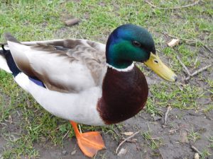Brave smak head duck who likes chips.