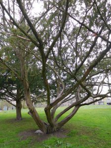 Trippy trees in the Tradgardsforeningen