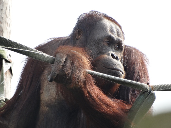 The soulful man of the forest