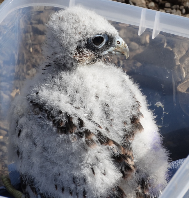 Fledgling bird of prey