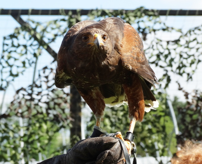 Harris Hawk