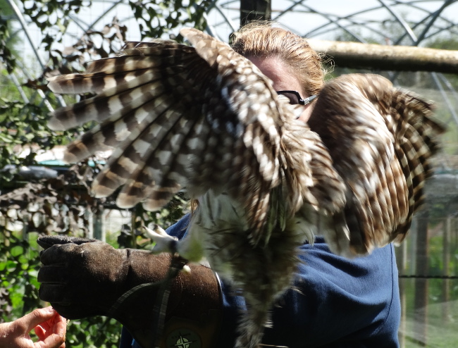 Owl coming in to land