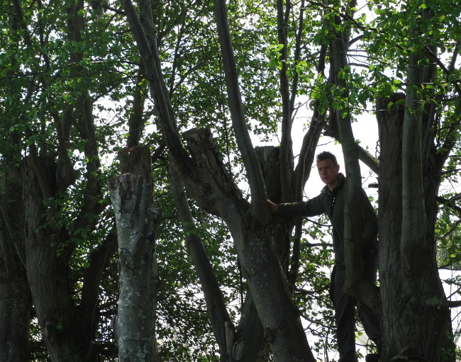 Falconer in the trees