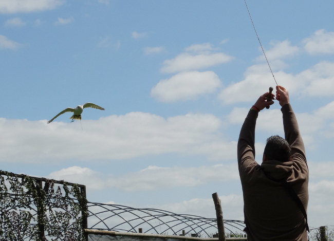 Gyr x Saker falcon chasing the lure