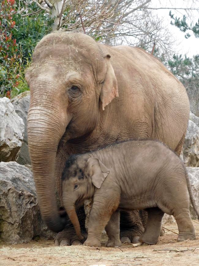 The Hi-Way Family - Chester Zoo's Elephants