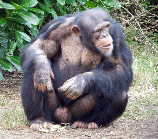 Chester Zoo Chimp