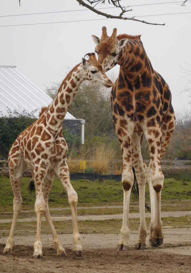 Rare and gorgeous Rothschild giraffe