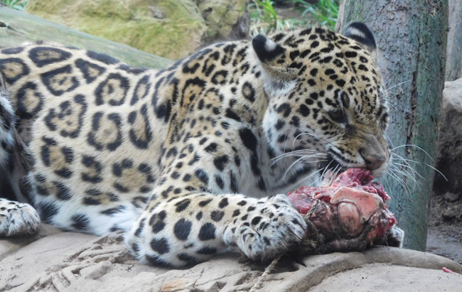 Hungry jaguar at lunch time