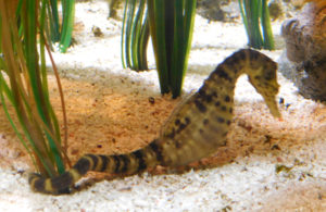 Seahorse dad with babies on board