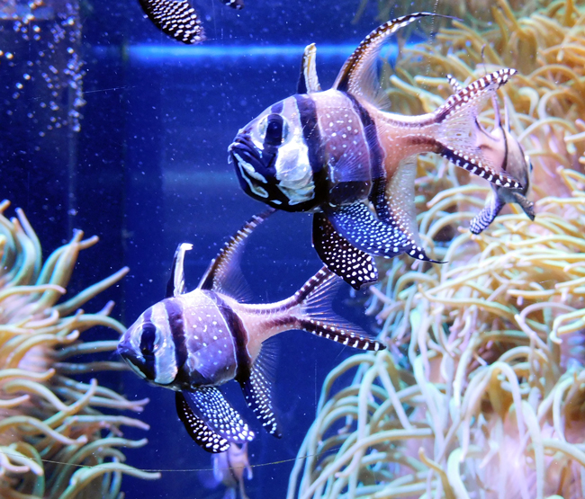 Banggai Cardinalfish