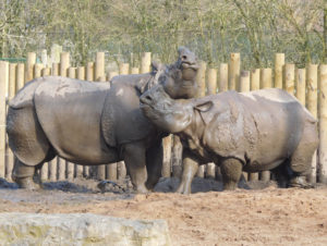Rhinos love mud wrestling
