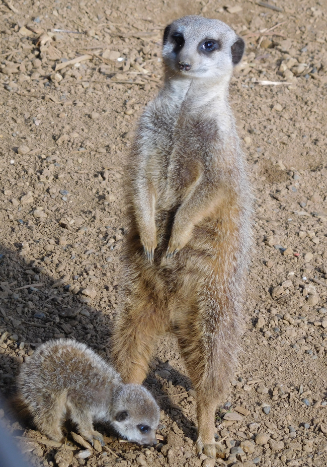 Meerkat mum and far-too-adorable-for-words baby