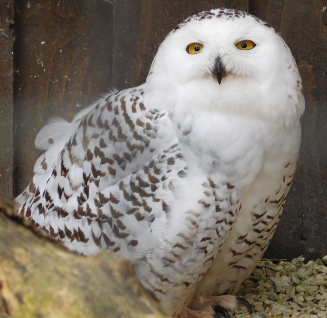 Snowy owl