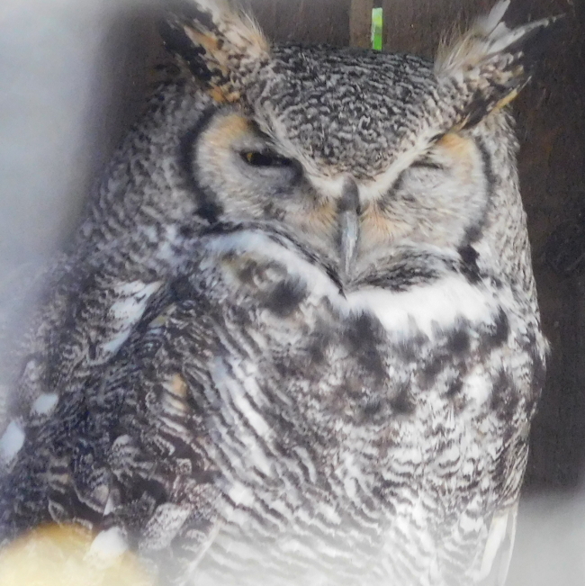 Eagle Owl