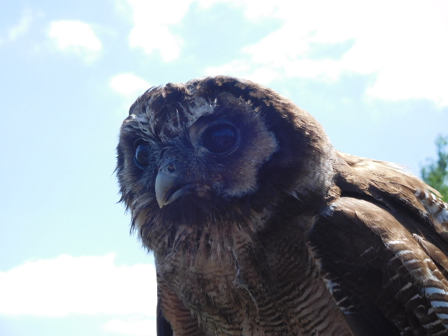 Rolo the owl