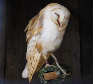 Believe this Barn Owl is ticklish or laughing at his own joke, either way he looks happy