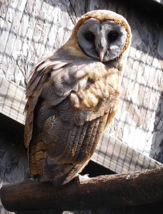 Masked owl