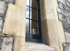 How much is that corgi in the window?