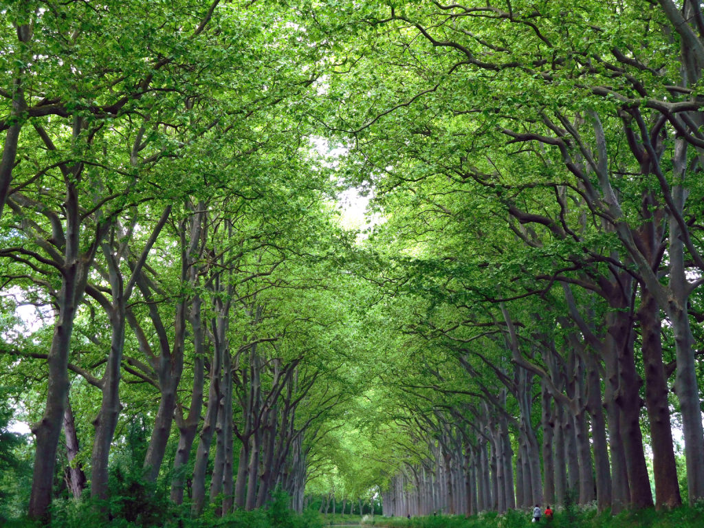 Absolute serenity  as we glide under the shady plane trees.