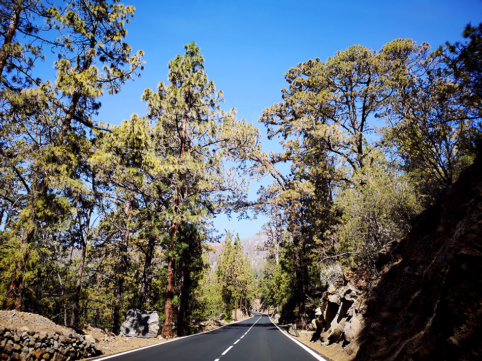 Pine forests lined the road at certain altitudes on the road trip up to El Tiede National Park